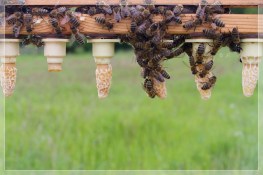 Pflegebienen im Großeinsatz